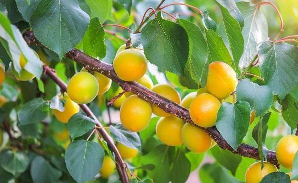 杏树种子怎么样种能发芽 种子破壳还能发芽吗
