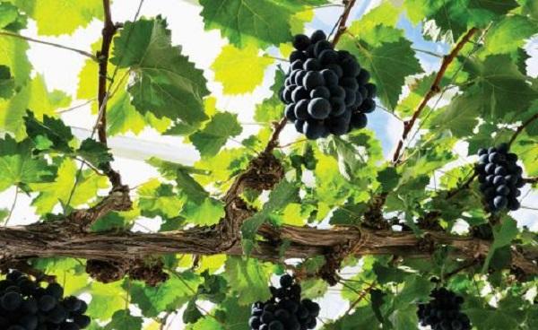 葡萄是树上的还是藤上的 可以盆栽种植吗