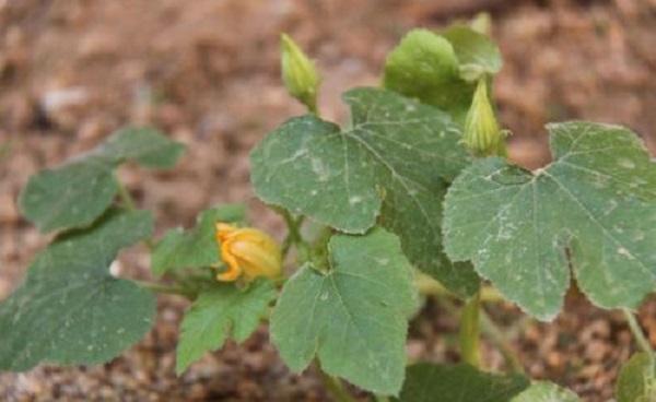 南瓜苗的种植方法和时间 南瓜几天可以发芽