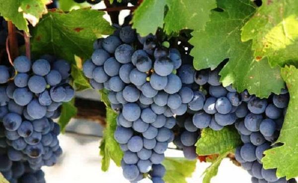葡萄叶子发白是什么原因 葡萄什么时候成熟