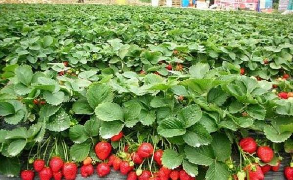 怎么样用育苗盘育草莓苗 移栽后几天可以施肥