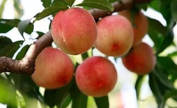 桃树几年挂果 桃树可以嫁接哪些果树
