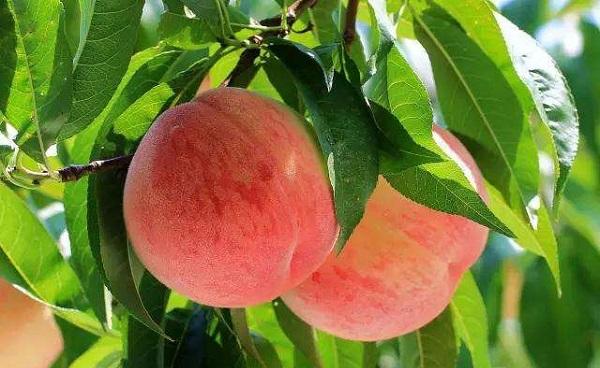 桃子是什么凉性还是热性 桃子的成熟时间