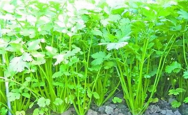 为什么香菜长着长着就倒了 还可以恢复吗