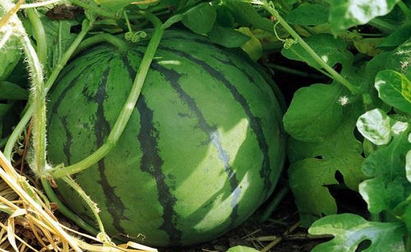 西瓜追肥用什么肥料 西瓜的营养价值高吗
