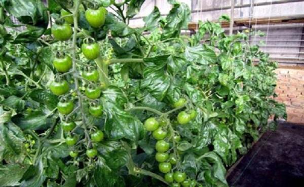 绿色番茄是什么品种 有什么特点