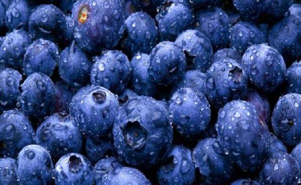 真蓝莓树叶子有几种 蓝莓的品种和成熟时间