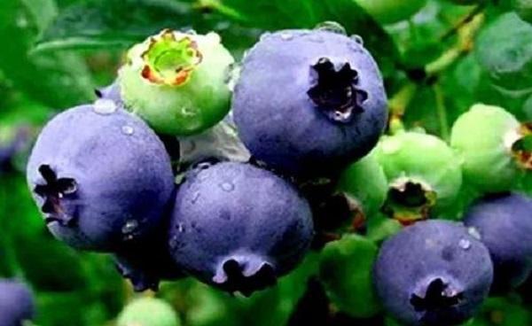 真蓝莓树叶子有几种 蓝莓的品种和成熟时间