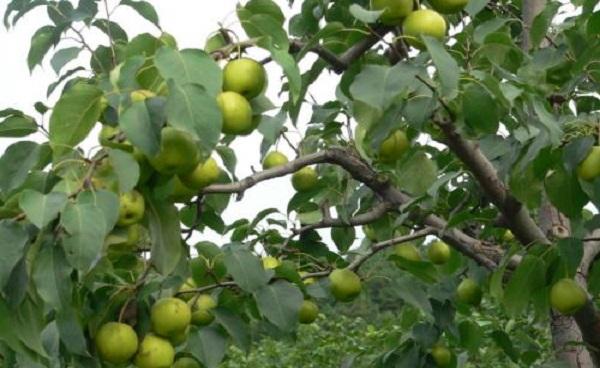 梨树管理与施肥技术 梨树干腐病的处理办法