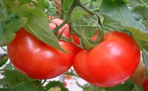 番茄定植后怎么蹲苗 番茄什么时候种植好