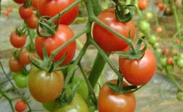 番茄定植后怎么蹲苗 番茄什么时候种植好