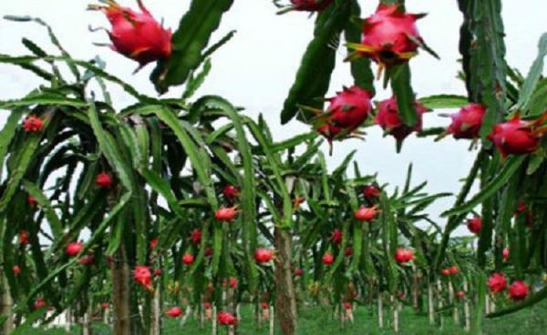 盆栽火龙果用什么肥料施肥 怎么样修剪火龙果