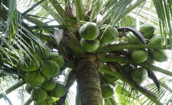 椰子的功效与作用禁忌基本都有哪些