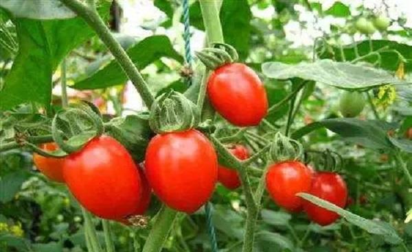 西红柿定植后几天打药 什么时候打枝
