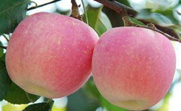 中国最贵的苹果品种 世界上最大的苹果
