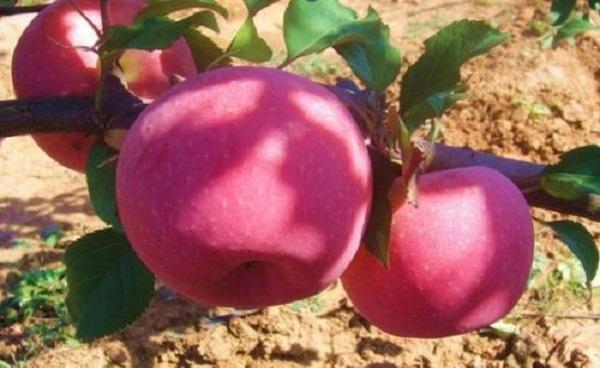 中国最贵的苹果品种 世界上最大的苹果