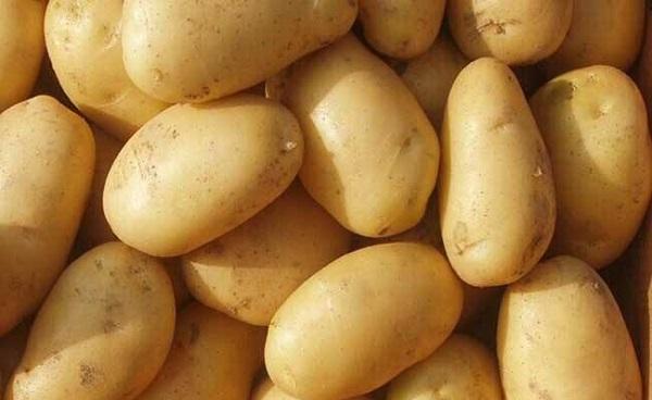 怎么种土豆又大又多 土豆开花多长时间成熟