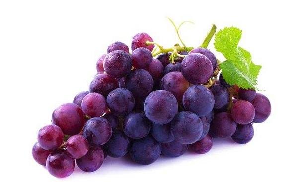 葡萄是树还是藤 怎么种植葡萄