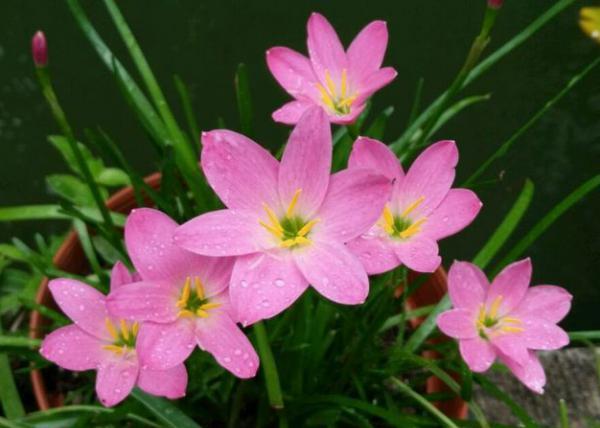 风雨兰不开花怎么办？风雨兰不开花的原因