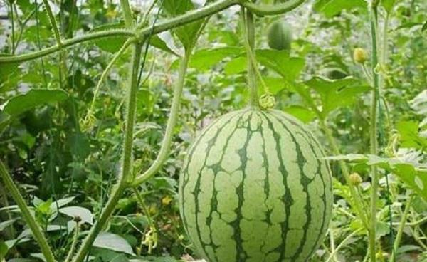 西瓜种子可以直接种地里吗 结果期怎么养护