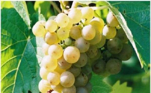 白色葡萄是什么品种 哪些种类相对好些