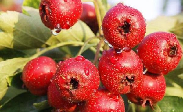 红山果是什么植物 有哪些功效作用