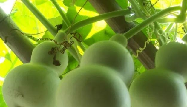 小葫芦怎么种植？