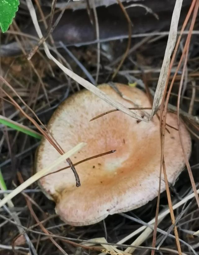 三农自媒体都在以视频为主，怎样入门呢？