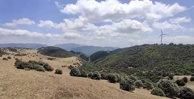 农村山上的野生蕨菜到底能不能吃？