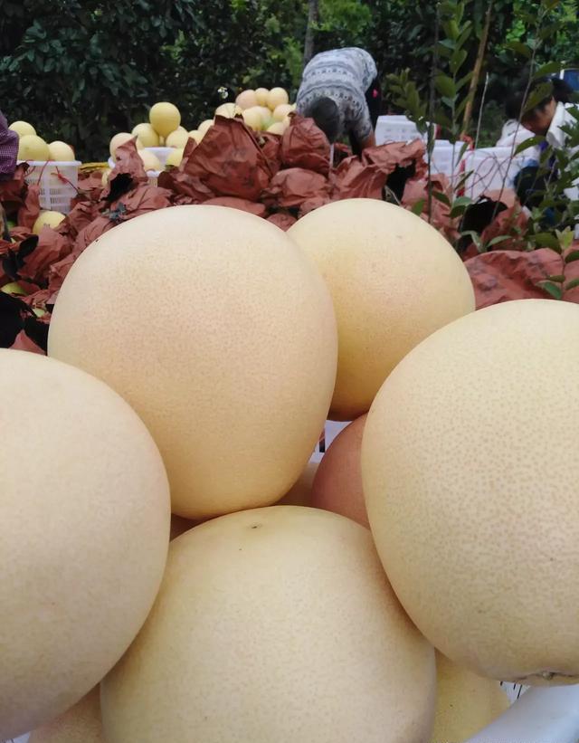 什么肥料膨大最快？