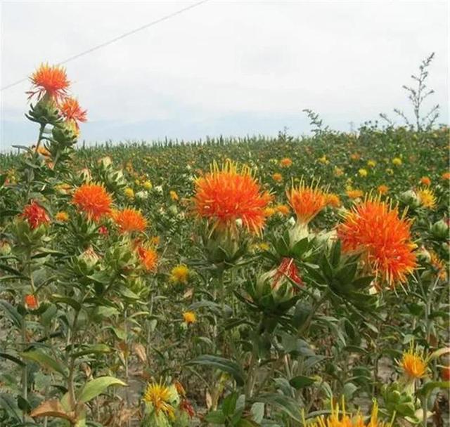 农村种植哪些中药材前景好并且挣钱快？