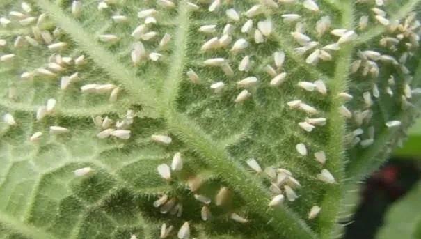 南方种植茄子什么季节种合适，白粉病怎样防治？