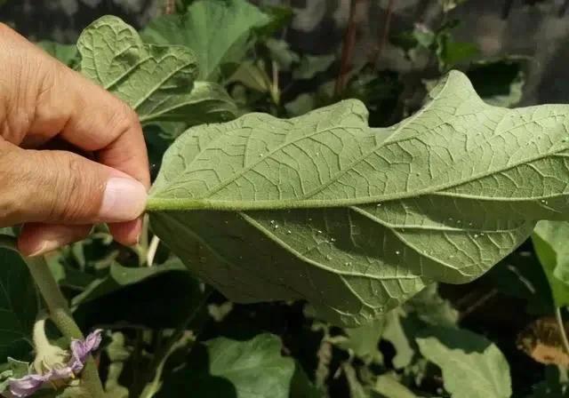 南方种植茄子什么季节种合适，白粉病怎样防治？