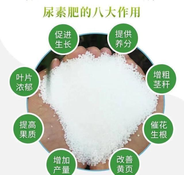 我们这里农民玉米追肥用尿素，直接扔到地里面，效果怎么样？