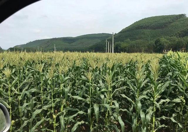 我们这里农民玉米追肥用尿素，直接扔到地里面，效果怎么样？