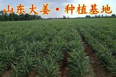 怎么种植大姜产量能提高？