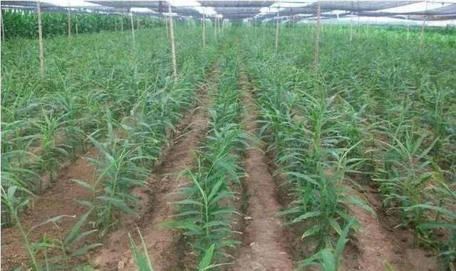 怎么种植大姜产量能提高？