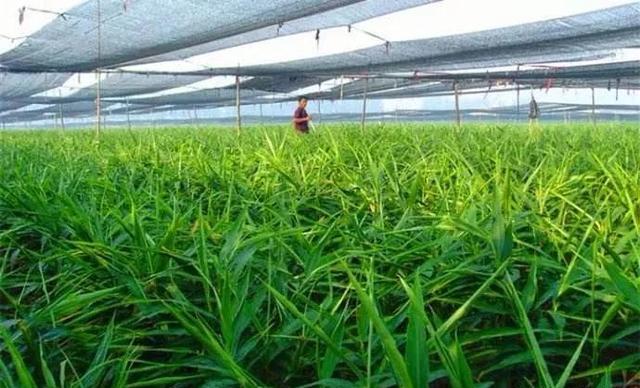 怎么种植大姜产量能提高？