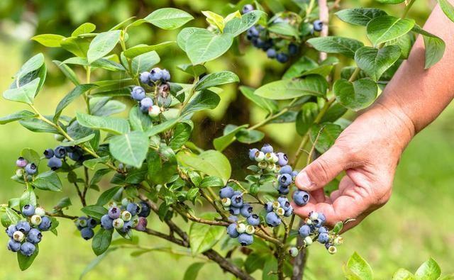 农户种植蓝莓，果实却不甜，是什么原因导致的？应该如何解决？