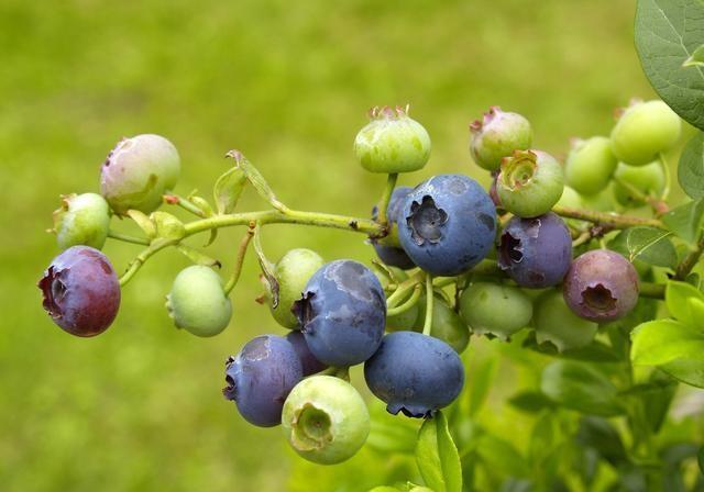 农户种植蓝莓，果实却不甜，是什么原因导致的？应该如何解决？