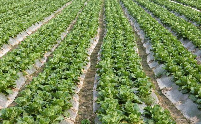 农民种白菜，如何防止高温干旱？