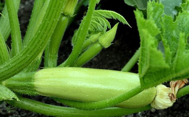 大棚种植西葫芦，如何提高光照时间？光照不足会有什么后果？