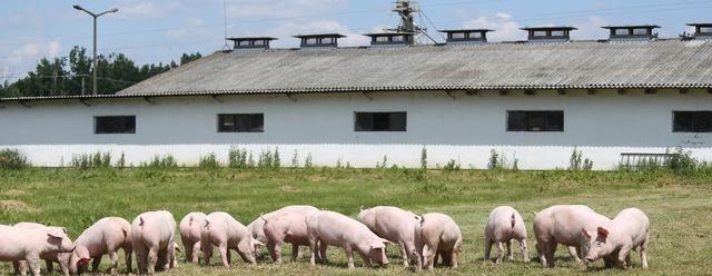 今年才过去一半，返乡农民增多，咋回事？选择养猪还来得及吗？