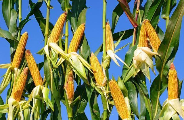 玉米价格疯狂上涨，8月能突破1.4元大关吗？