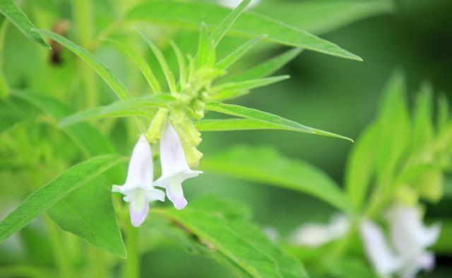 芝麻雨后施肥还是雨前施肥好？