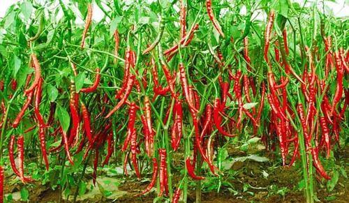 种植辣椒一亩可以挣多少钱？哪种辣椒的亩产高？亩产可以达到多少？