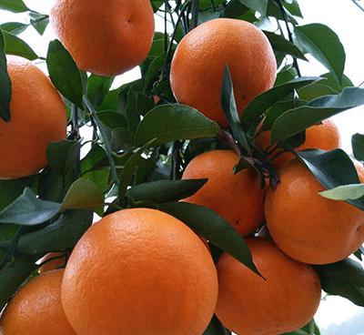 柑橘新品种“明日见”有种植潜力吗？
