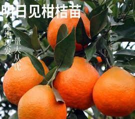 柑橘新品种“明日见”有种植潜力吗？