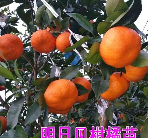 柑橘新品种“明日见”有种植潜力吗？