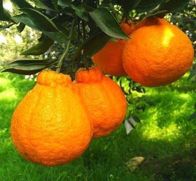 柑橘开花时有些药剂不宜使用，花期如何有效防治病虫害呢？